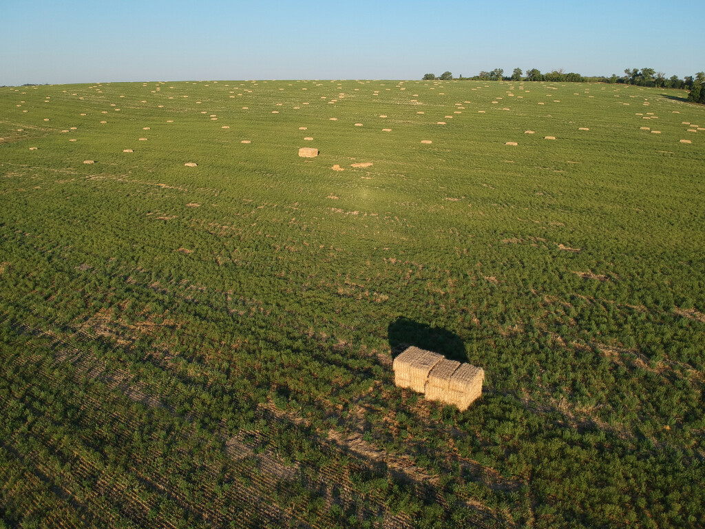 Opasnost alergije na ambroziju