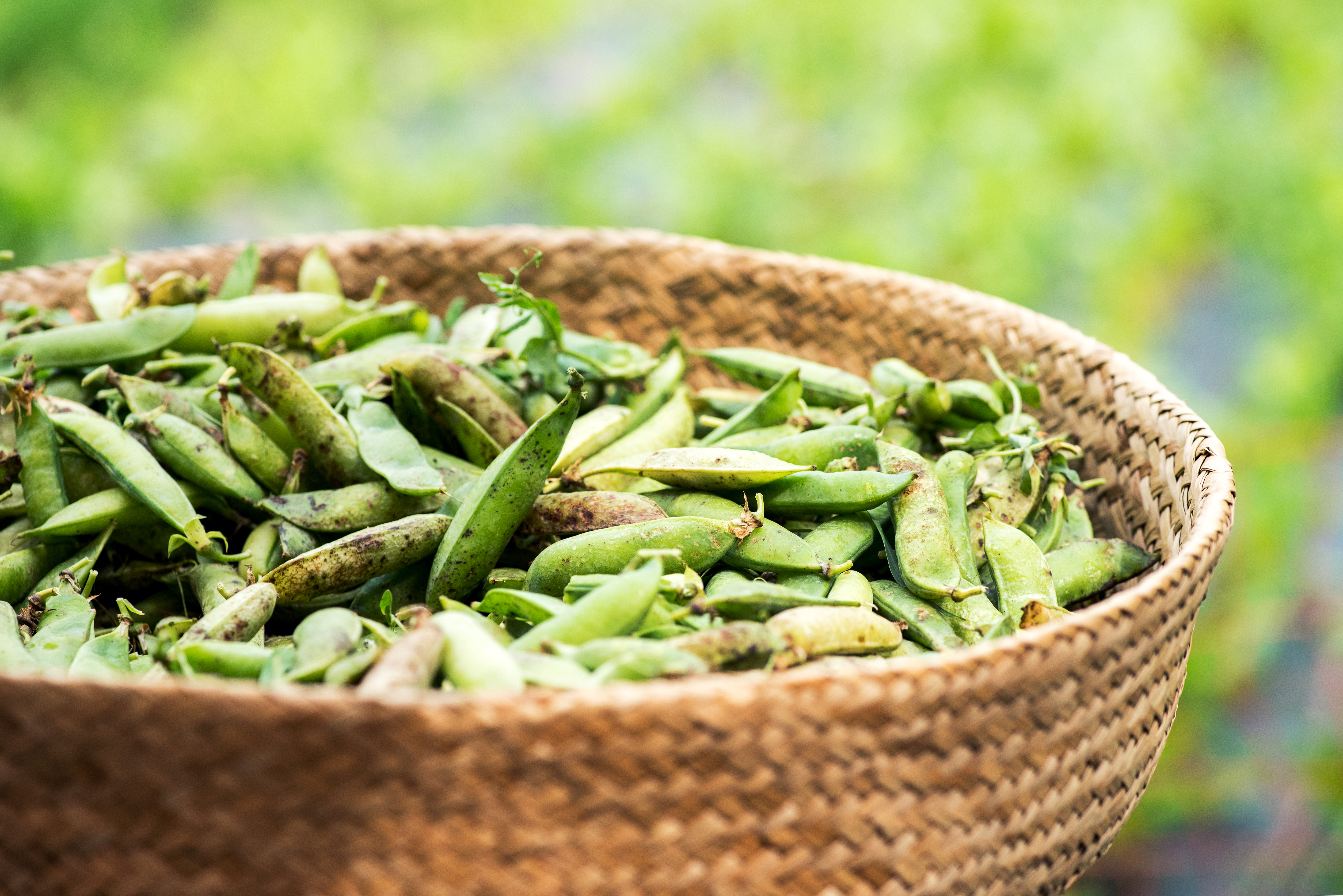 close-up-view-of-legume-peas-in-basket-2021-08-26-22-34-30-utc.jpg